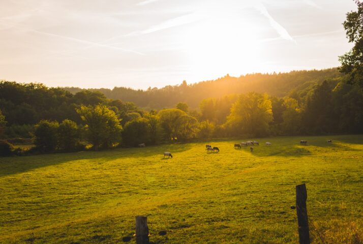 lloyd-dirks-fk4K_SRgOmY-unsplash